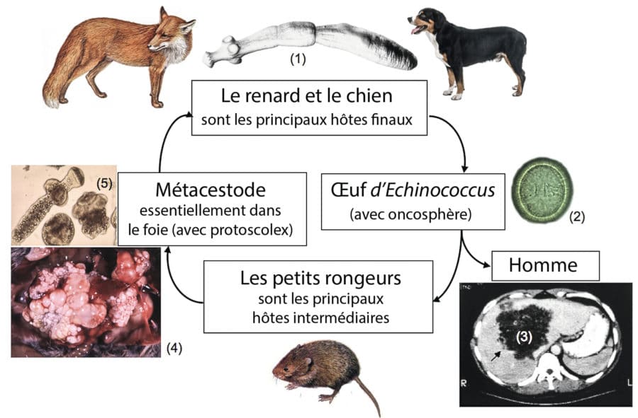Cycle de vie du vers parasite provocant échinococcose chez l'homme.