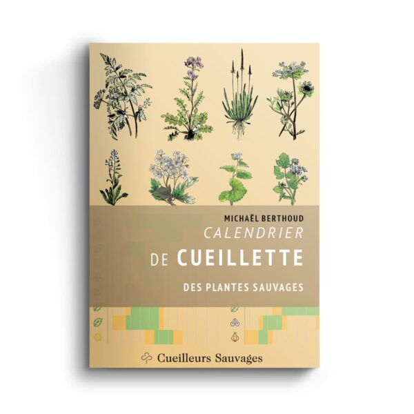Featured image for “Calendrier de cueillette des plantes sauvages”