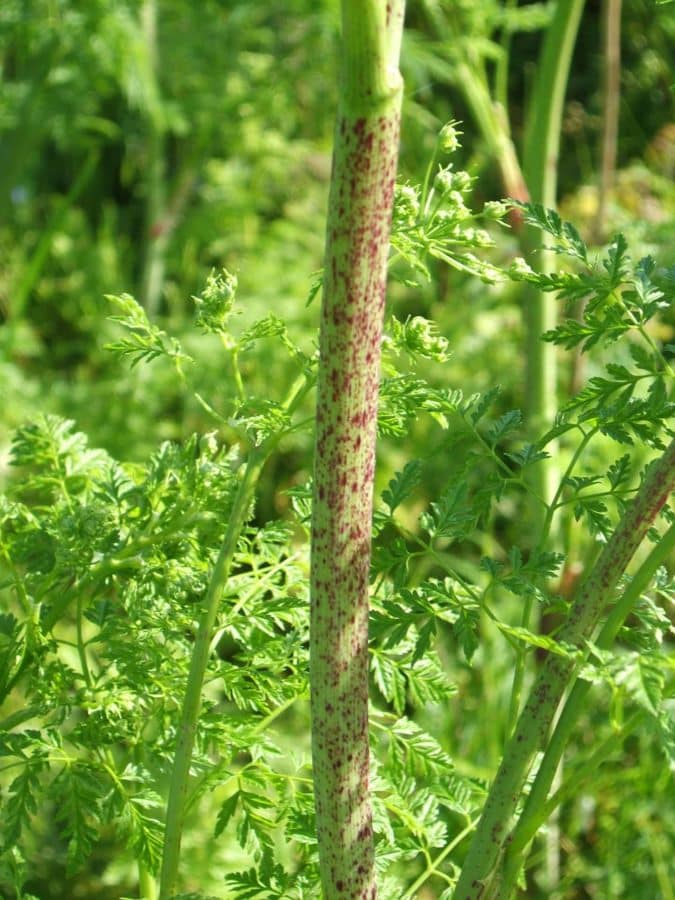 Grande cigüe - Conium maculatum
