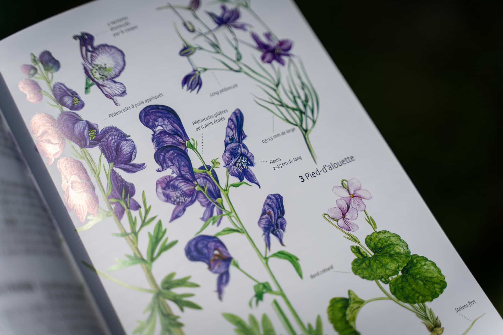 Featured image for “Ma nouvelle flore préférée, le livre “Quelle est cette plante?””