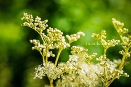 Inflorescence de Reine-des-prés