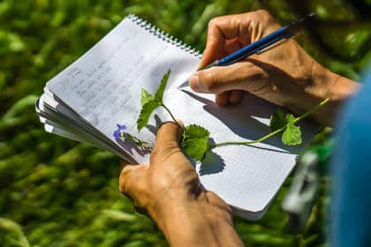 Formations sur les plantes sauvages au fil des saisons