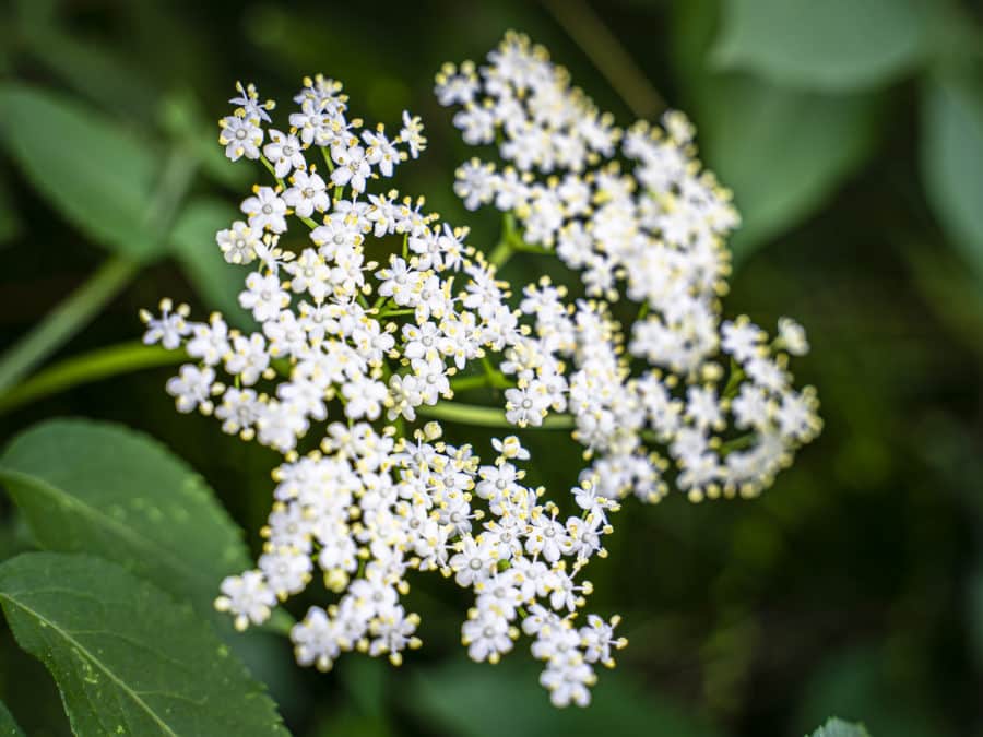 Fleurs de Sureau noir, Sambucus nigra