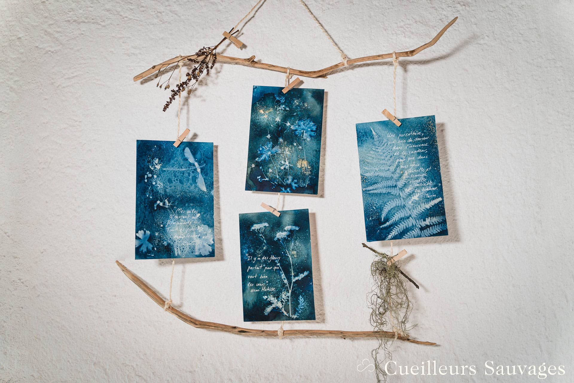 Featured image for “Cyanotypes botaniques”