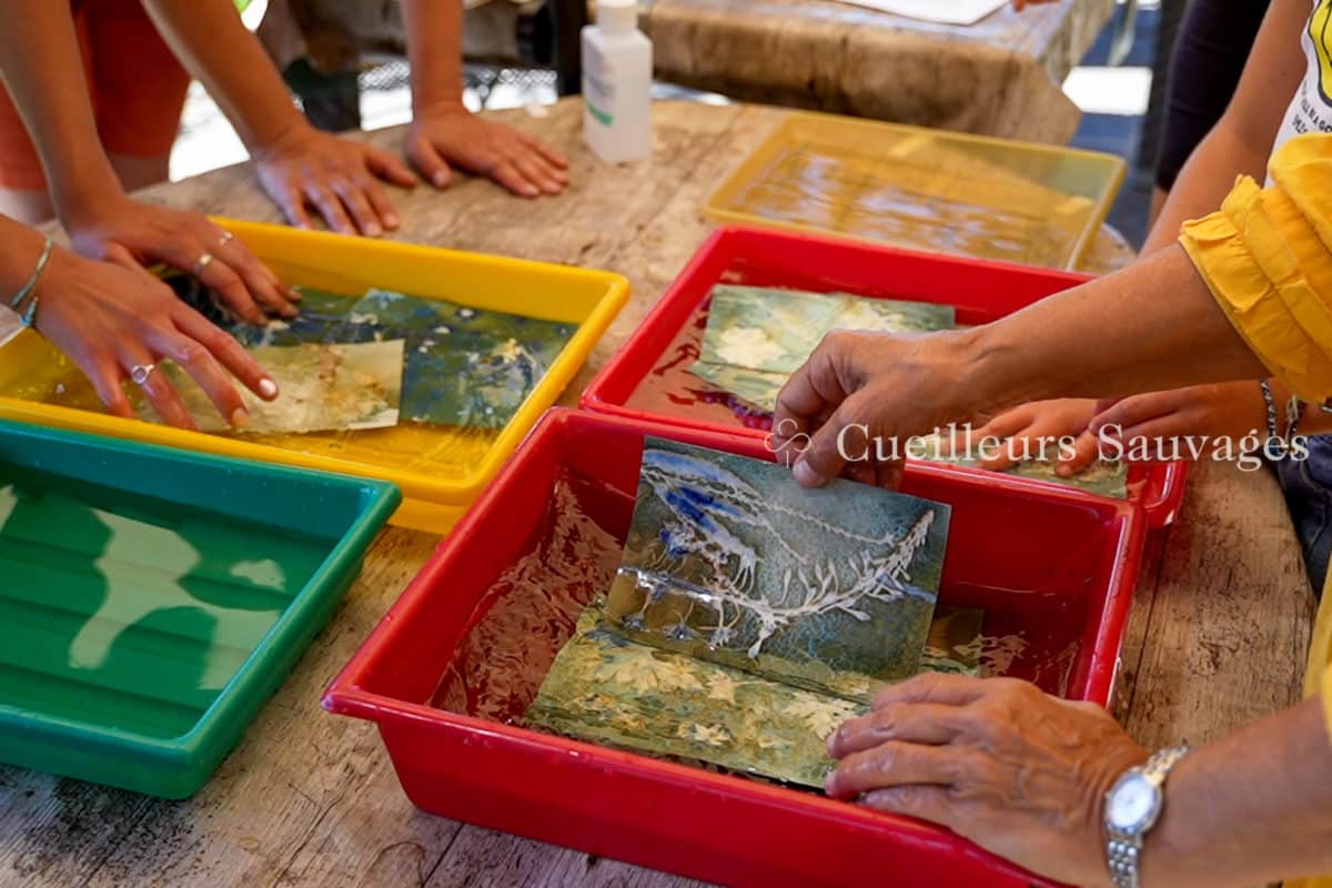 Atelier Cyanotypes botaniques avec Marie Mellioret. Cueilleurs Sauvages.