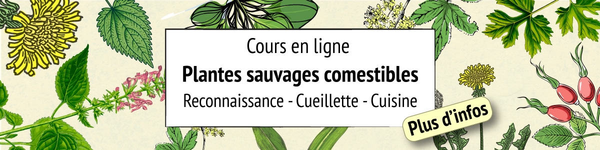 Formation en ligne sur les plantes sauvages comestibles. Cueilleurs Sauvages