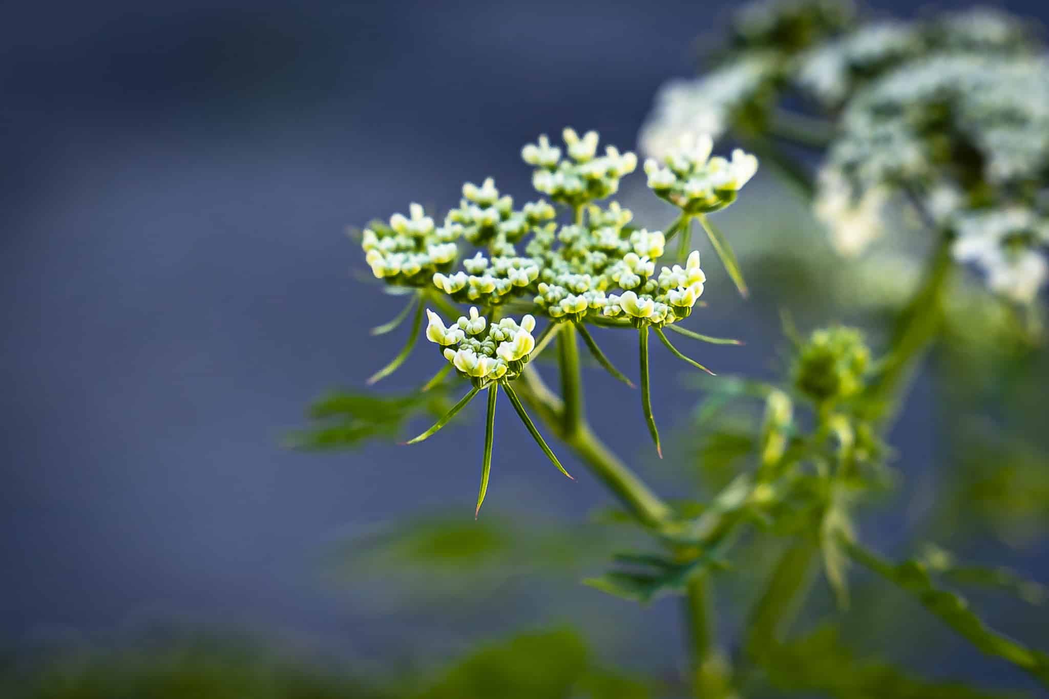Aethusa cynapium - Petite cigüe. Cueilleurs sauvages.