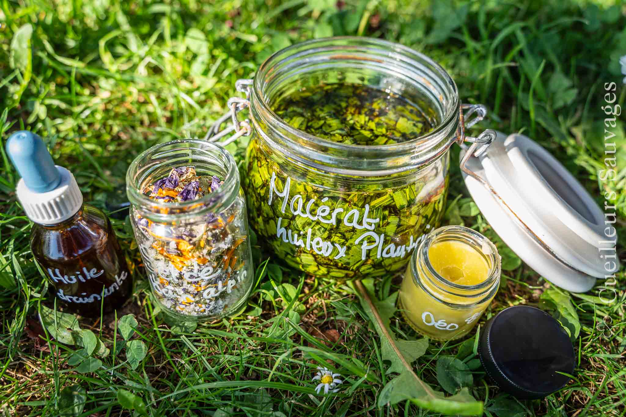 Macrat de plantain sel de bain et déodorant. Cueilleurs Sauvages