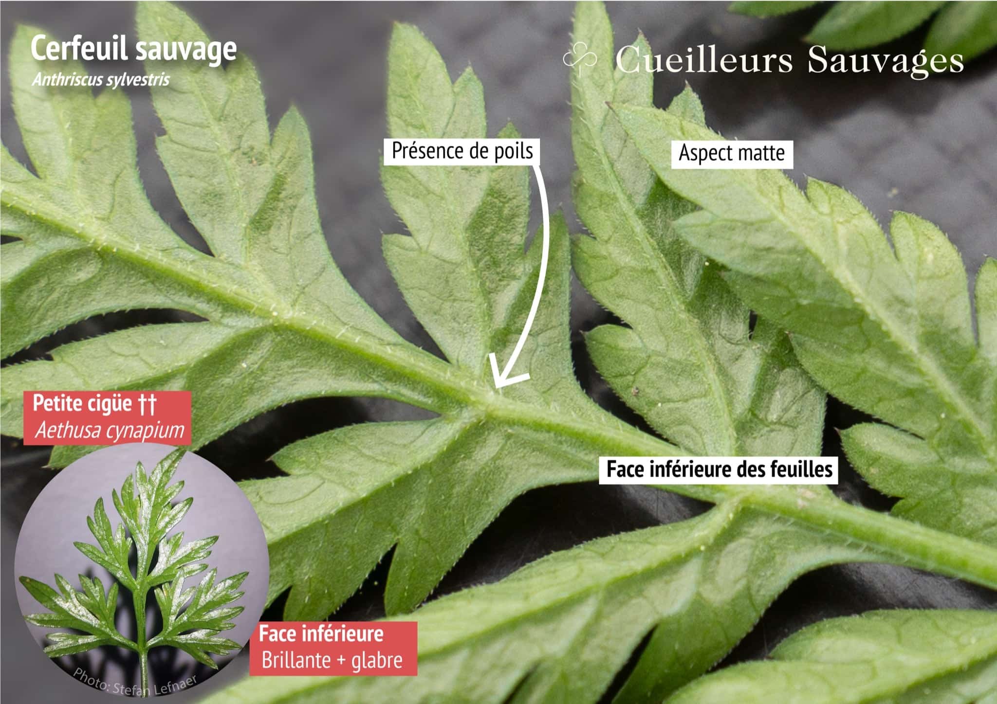 Cerfeuil, feuille face inferieure et comparaison avec la patite ciguë