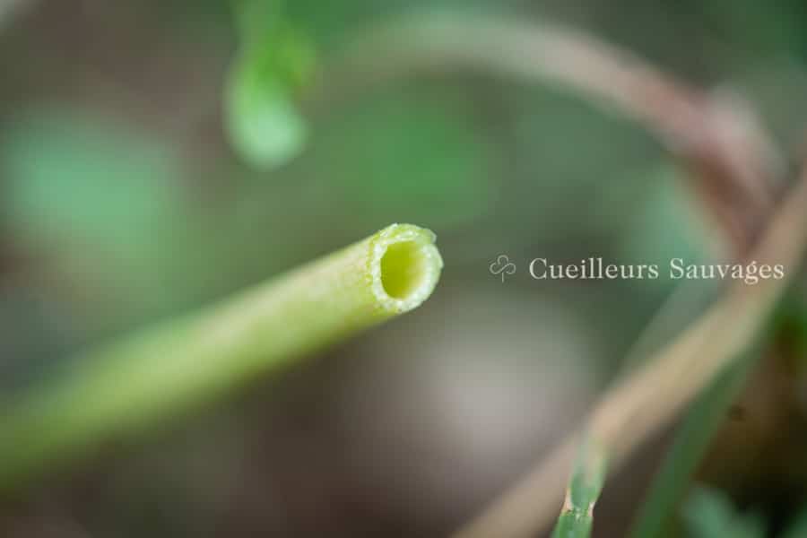 Pétiole circulaire d'une feuille de Grande Cigüe, Conium maculatum. Michaël Berthoud, Cueilleurs Sauvages.