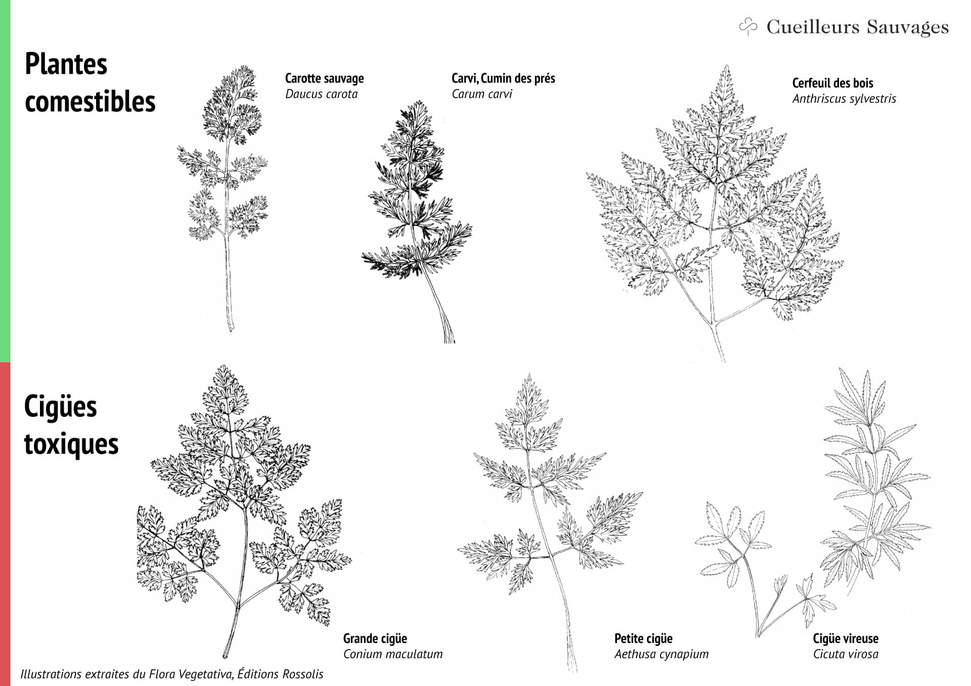 Cigües et plantes sauvages comestibles. Illustration tirées du Flora Vegetativa. Cueilleurs Sauvages.