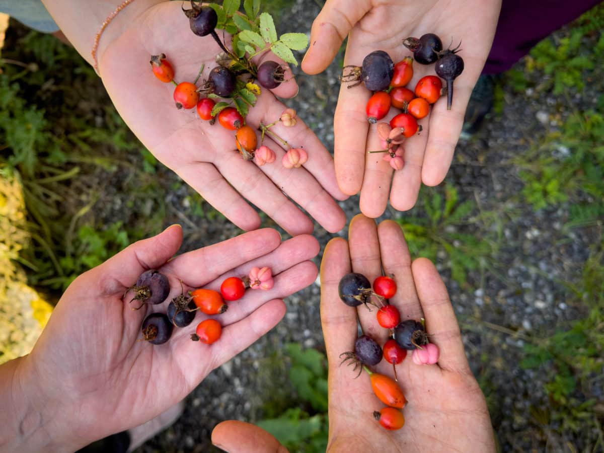 Cours sur les fruits sauvages