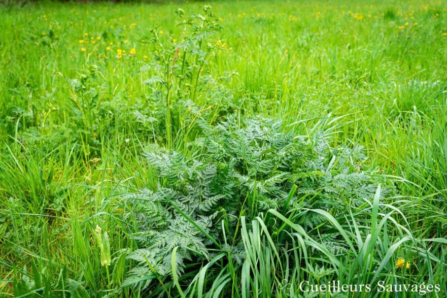 Cerfeuil sauvage (Anthriscus sylvestris), le reconnaître à coup sûr