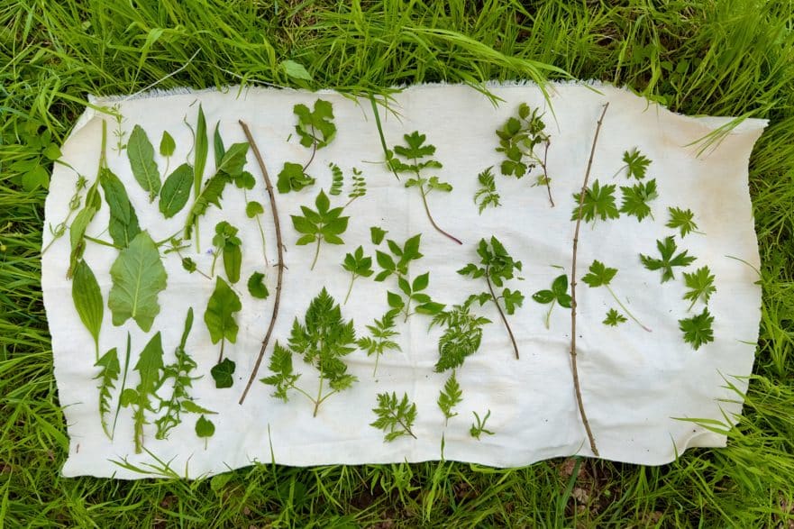 Formation sur les plantes sauvages comestibles et médicinales sur 4 demi journées. Cueilleurs Sauvages
