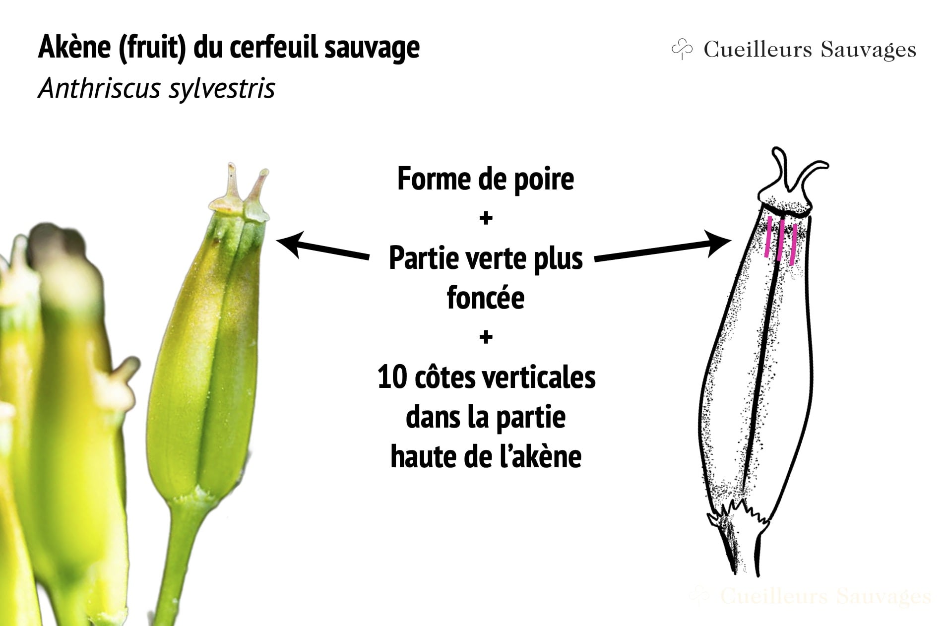 Akène de Cerfeuil des bois - Anthriscus sylvestris