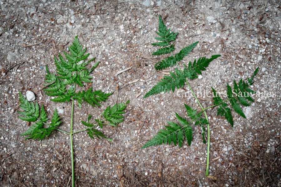 Cerfeuil à droite et chérophylle doré à gauche. Cueilleurs Sauvages.