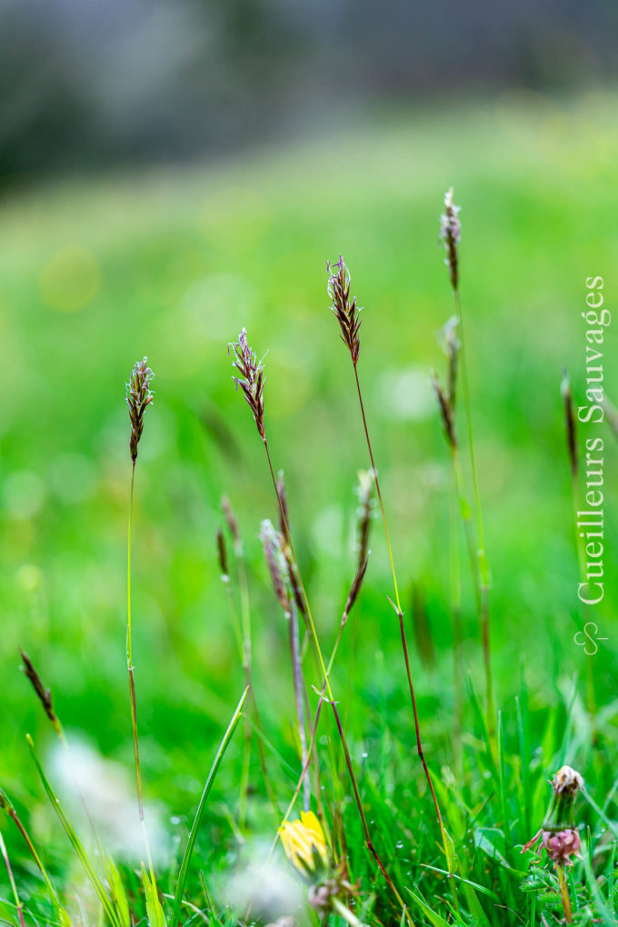 
Anthoxanthum odoratum - Flouve odorante. Michaël Berthoud Cueilleurs Sauvages