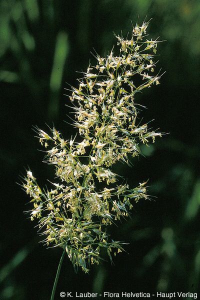 Avoine dorée, Trisetum flavescens