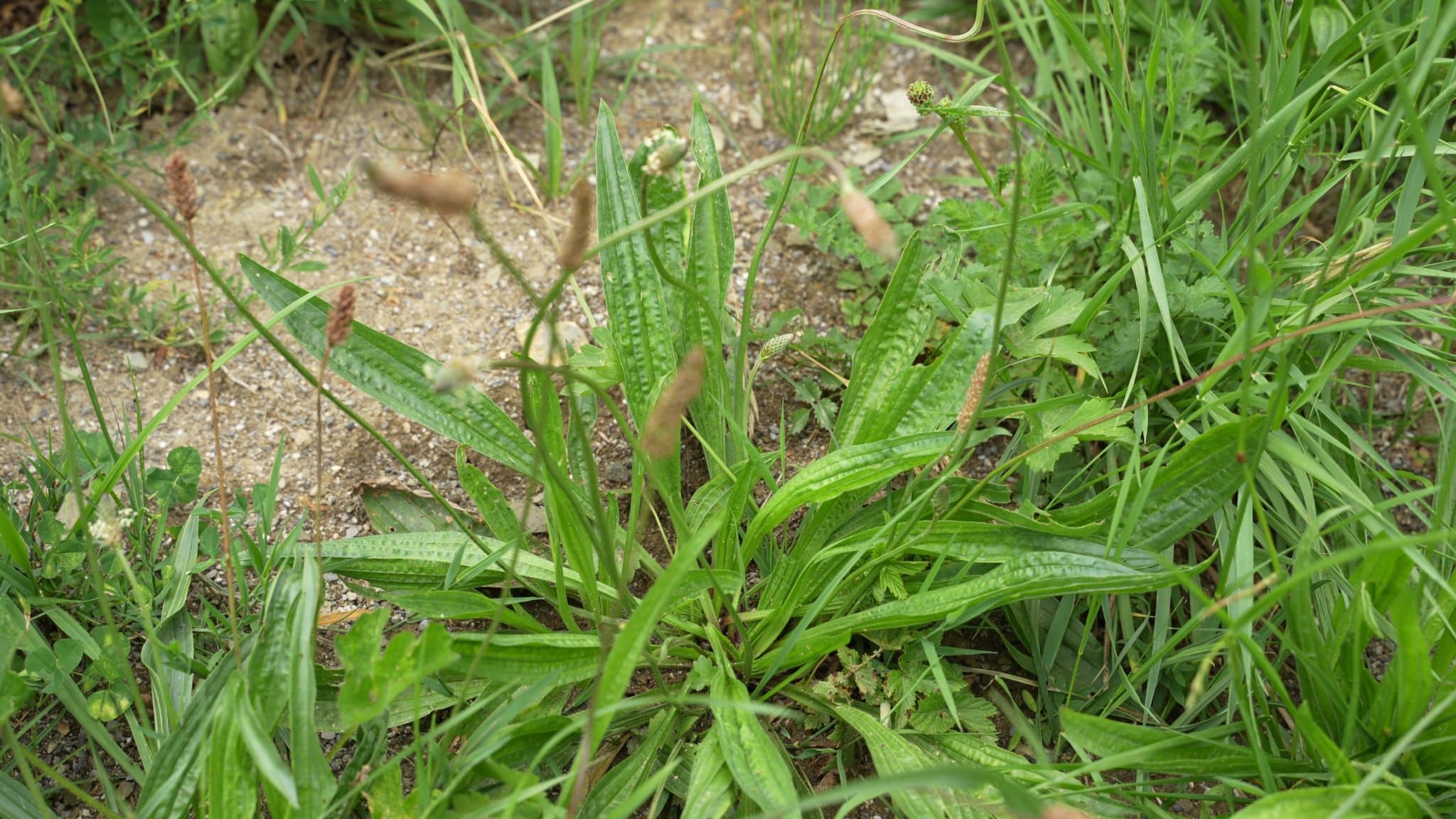 Plantain lancéolé, Plantago lanceolata