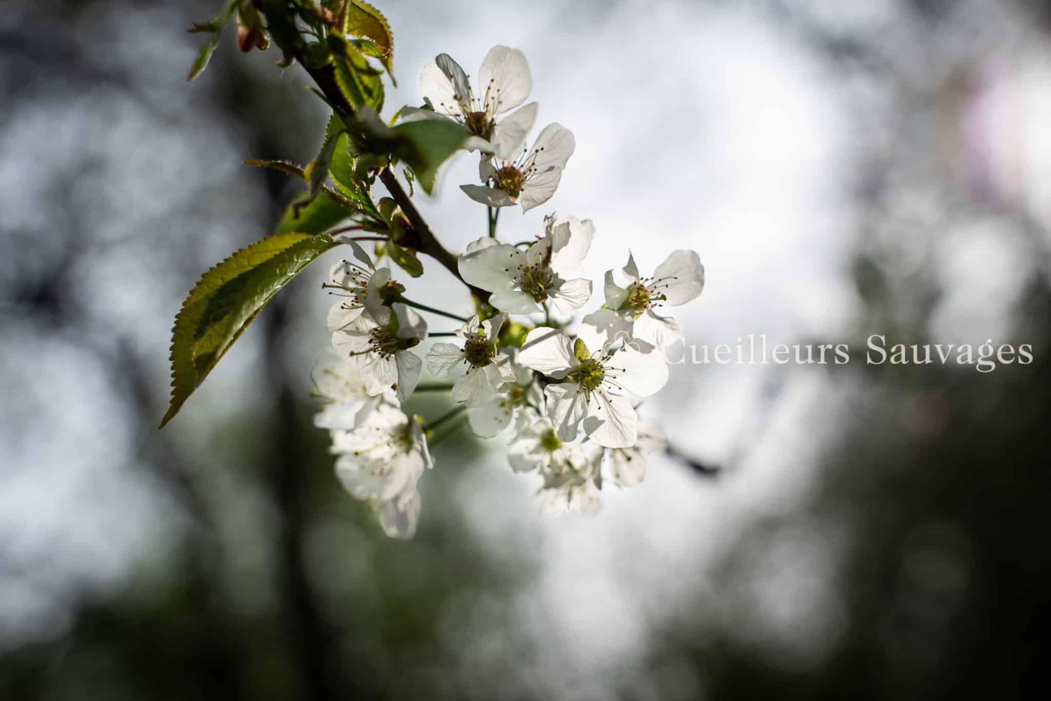 Fleur de merisier, Prunus avium