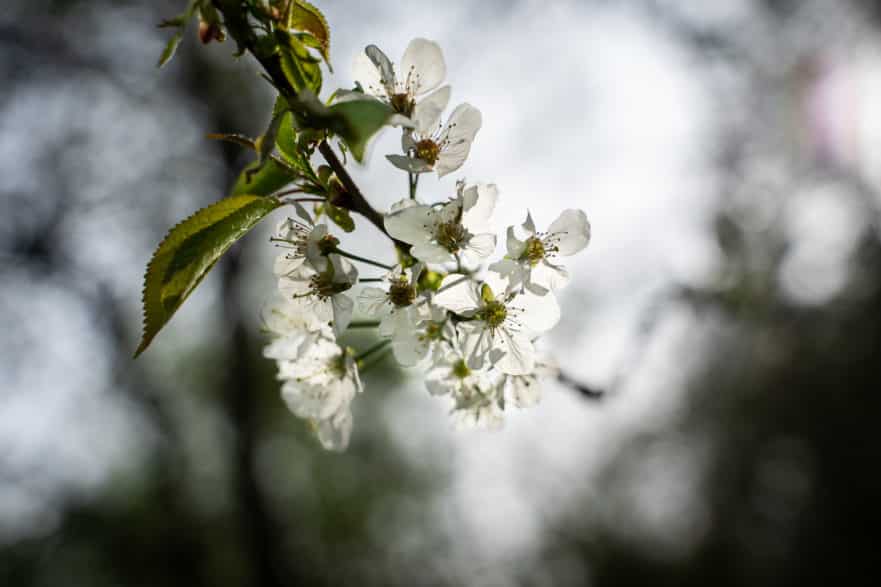 Fleur de merisier, Prunus avium