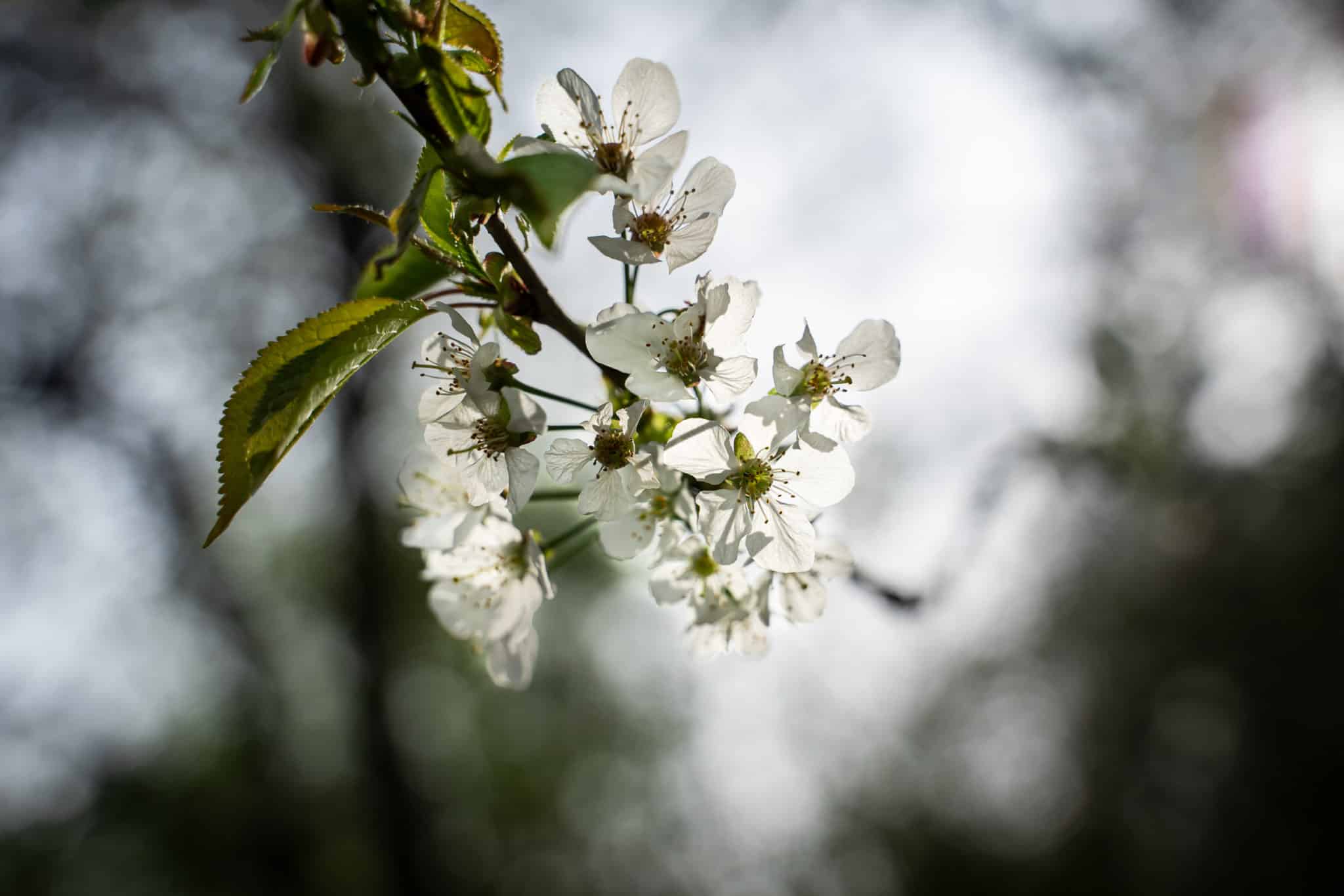 Featured image for “Merisier, le cerisier sauvage, Prunus avium”