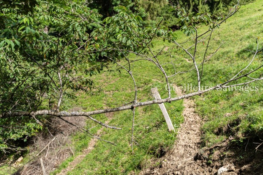 Branche de merisier en travers d'un chemin.