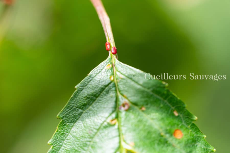 Glandes nectarifères. Prunus avium - Merisier