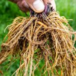 Benoite urbaine durant un cours sur les plantes sauvages comestibles et médicinales
