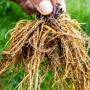 Benoite urbaine durant un cours sur les plantes sauvages comestibles et médicinales