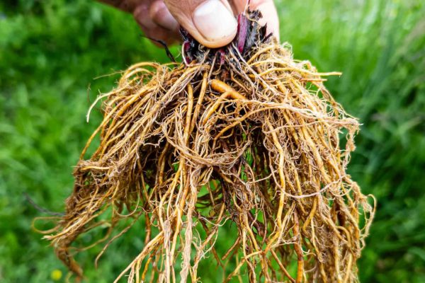 Benoite urbaine durant un cours sur les plantes sauvages comestibles et médicinales