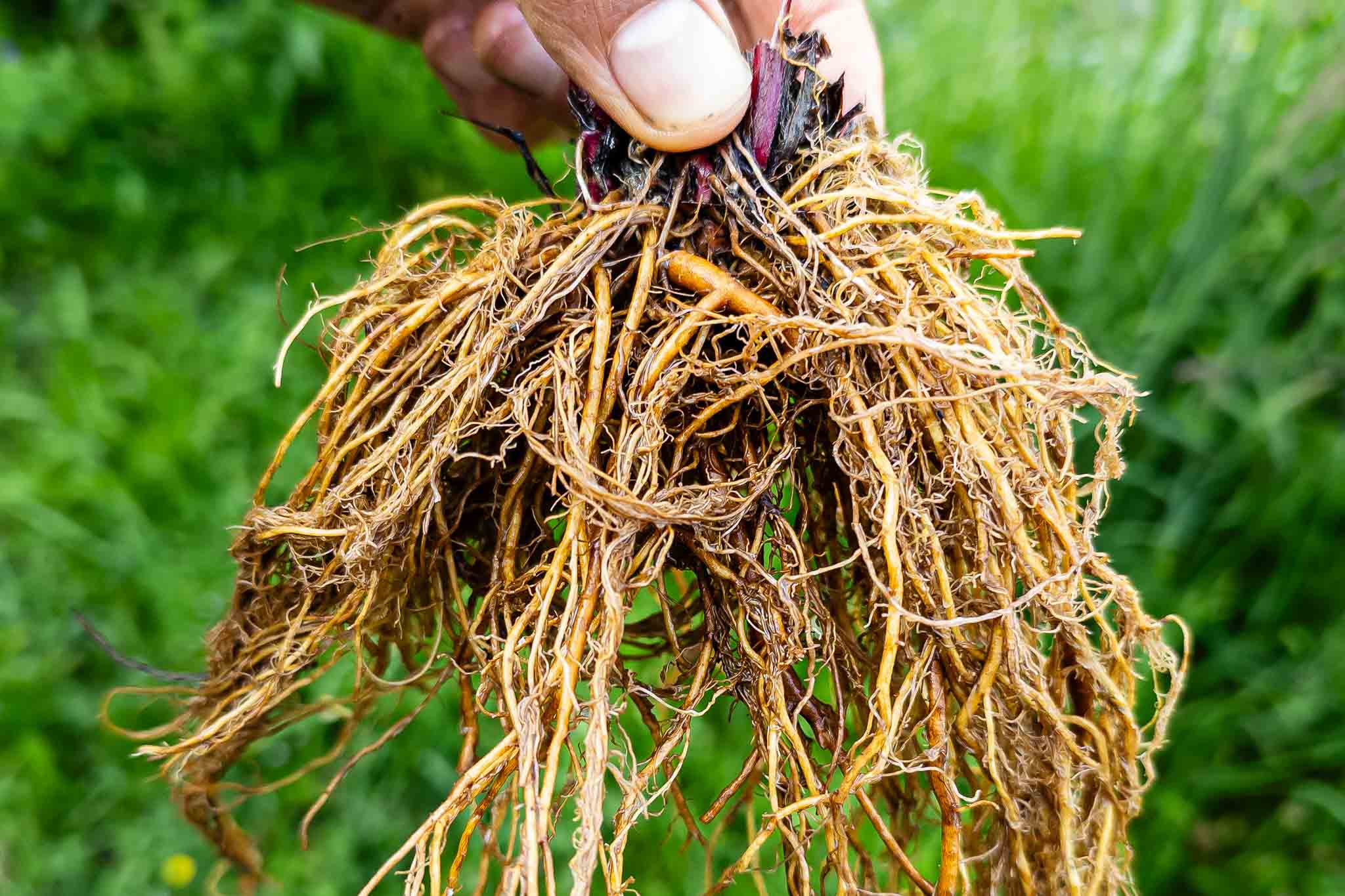 Benoite urbaine durant un cours sur les plantes sauvages comestibles et médicinales