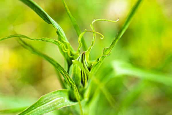 Tragopogon pratensis - Salsifis des prés. Cueilleurs Sauvages