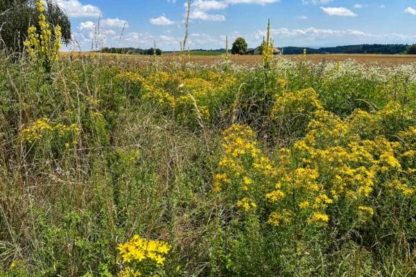 Millepertuis durant un cours sur les plantes sauvages