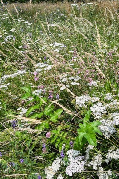 Cours sur les fleurs d'été à Ballens