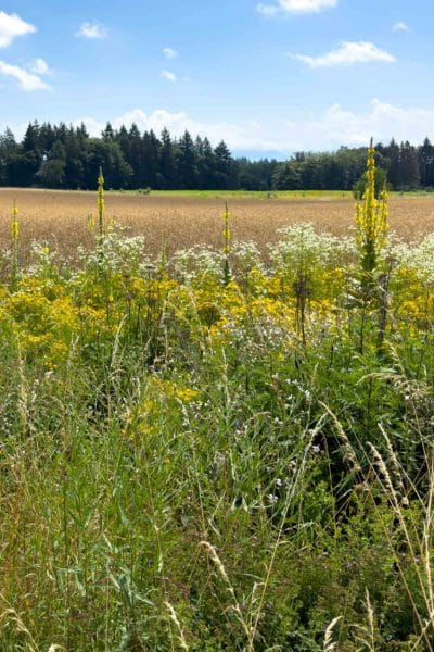 Cours sur les fleurs d'été à Ballens