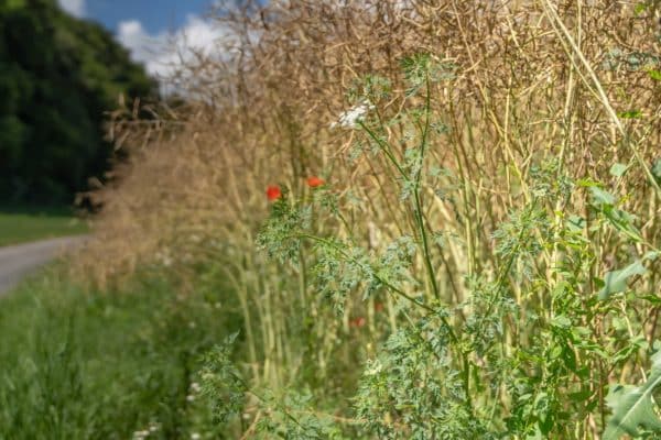 Reconnaître la petite ciguë durant un cours de plantes sauvages