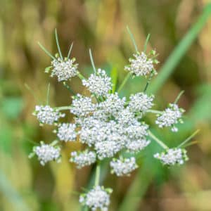 Reconnaître la petite ciguë durant un cours de plantes sauvages