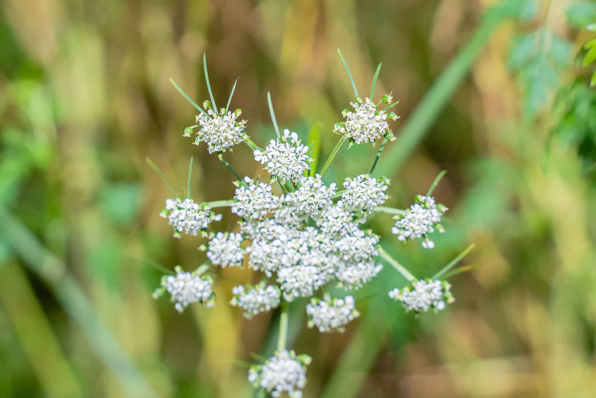 Reconnaître la petite ciguë durant un cours de plantes sauvages