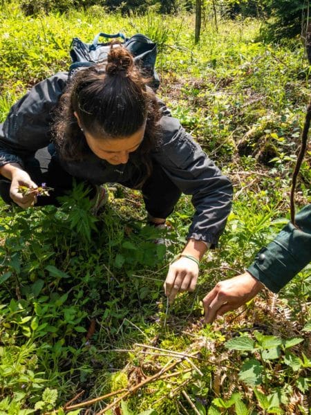 Cours au sur les plantes sauvages au Chalet-à-Gobet. Cueilleurs Sauvages