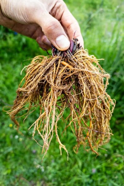 Benoite urbaine durant un cours sur les plantes sauvages comestibles et médicinales