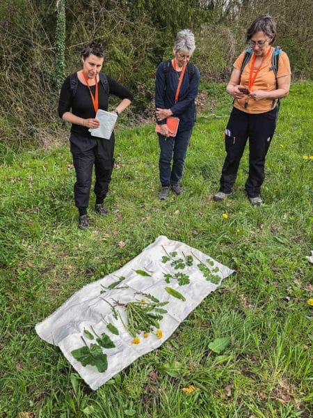 Cours sur les plantes sauvages à la Sarraz (VD), Cueilleurs Sauvages