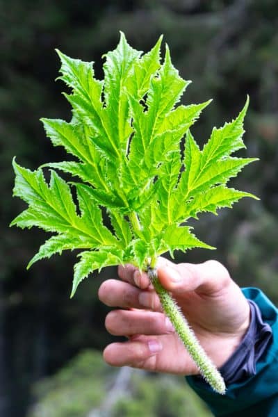 Observation de la berce du Caucase durant une formation sur les plantes sauvages. Cueilleurs Sauvages