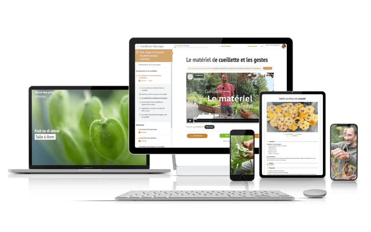 Formation en ligne Introduction à la cueillette des plantes sauvages comestibles