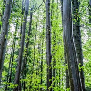 Hêtre des oiseleurs durant un cours sur la reconnaissance des arbres