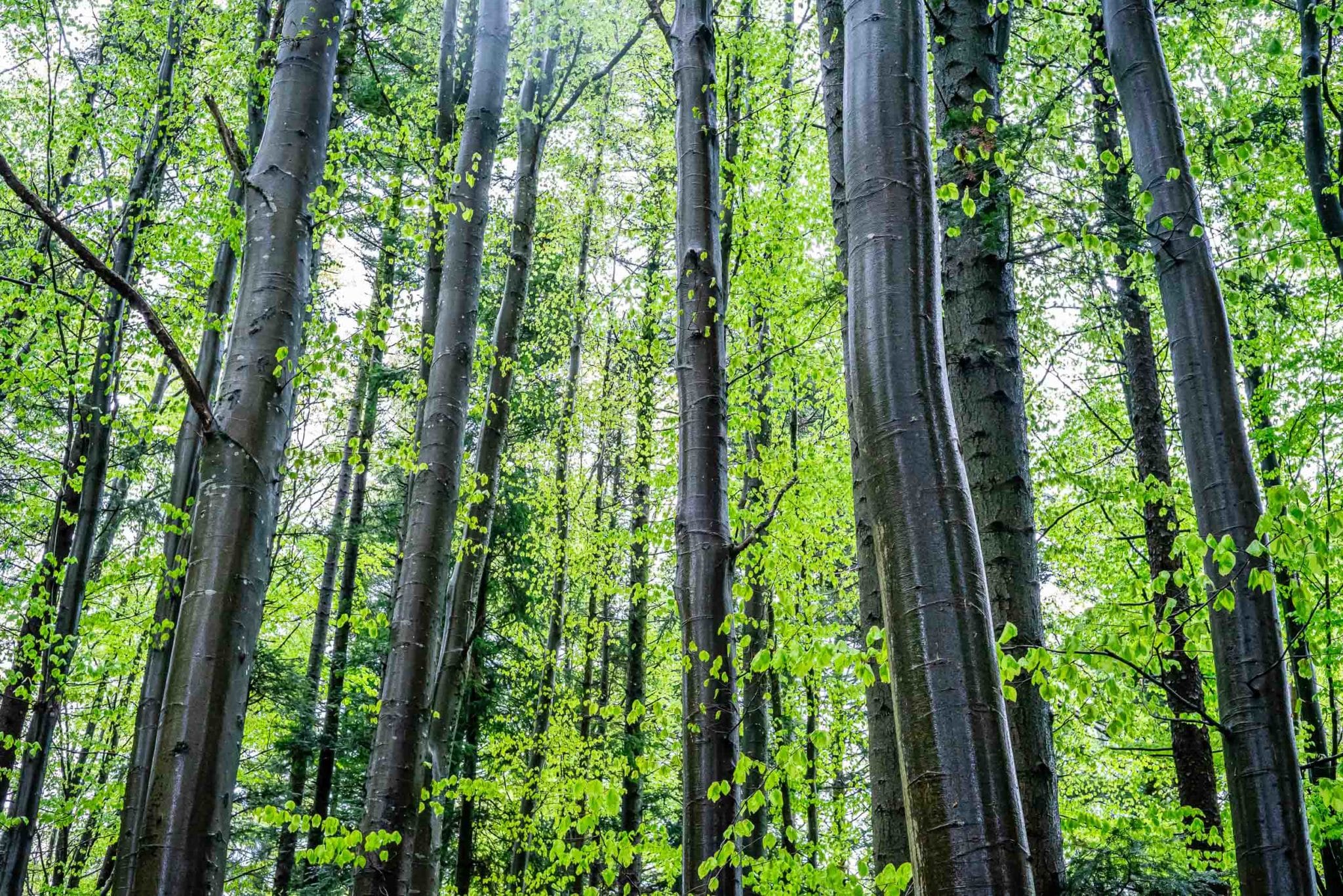 Hêtre des oiseleurs durant un cours sur la reconnaissance des arbres