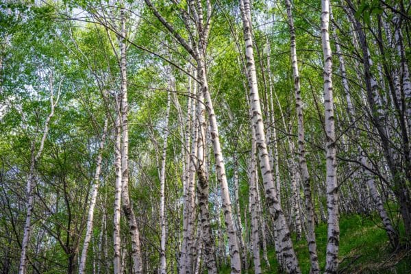 Bouleau durant un cours sur la reconnaissance des arbres