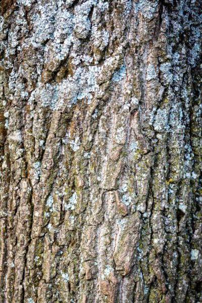 Chêne durant un cours de reconnaissance des arbres