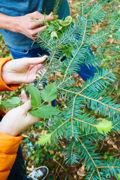 Reconnaissance du sapin blanc