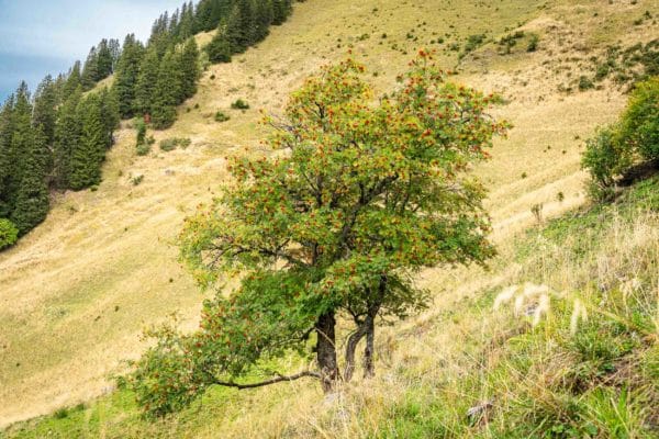 Sorbier des oiseleurs durant un cours sur la reconnaissance des arbres